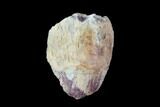 Fossil Phytosaur Tooth - Arizona #88614-1